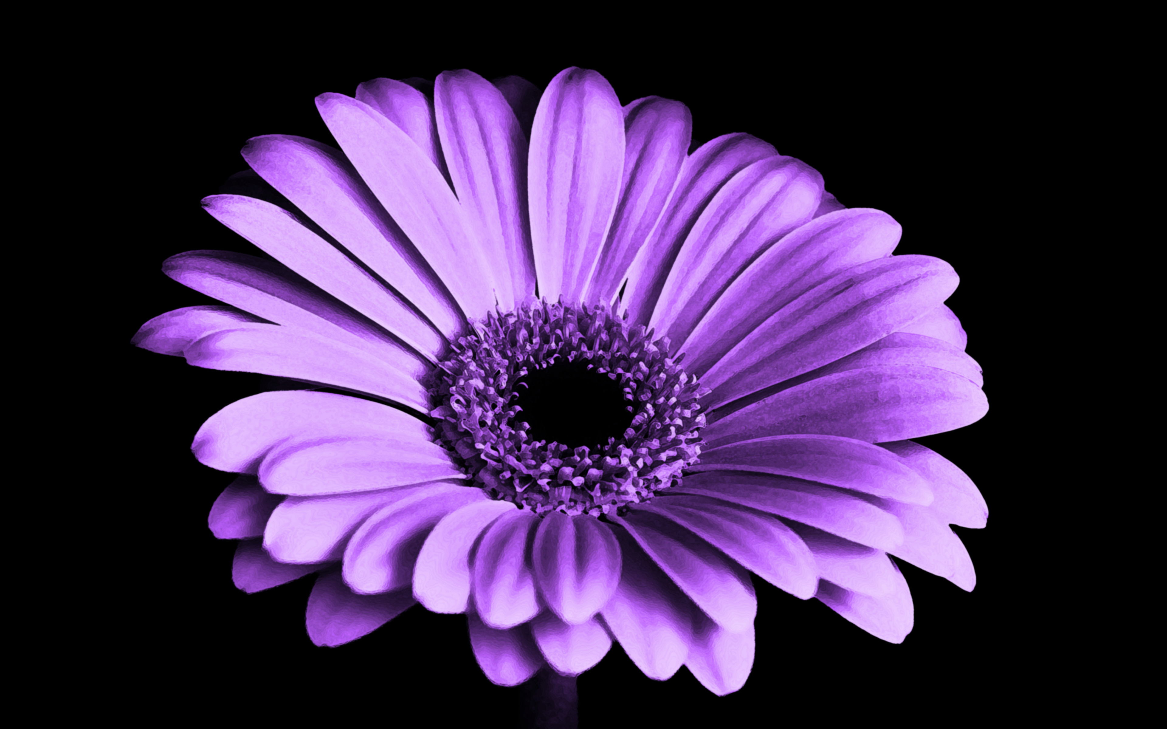 Violet Daisy Flower 4K6572612139